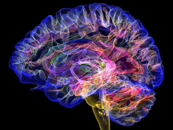 在线看操少大脑植入物有助于严重头部损伤恢复